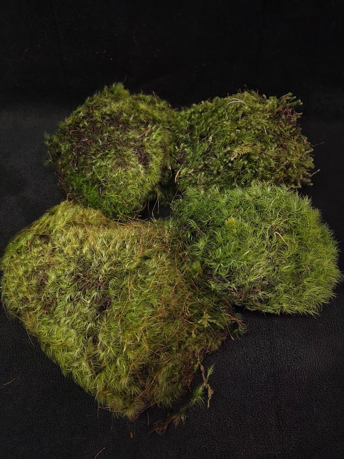 Assorted Live Moss #13