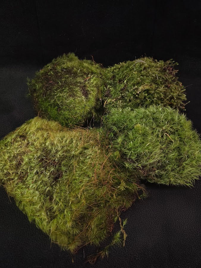 Assorted Live Moss #13