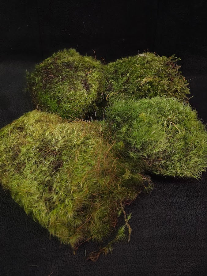Assorted Live Moss #13