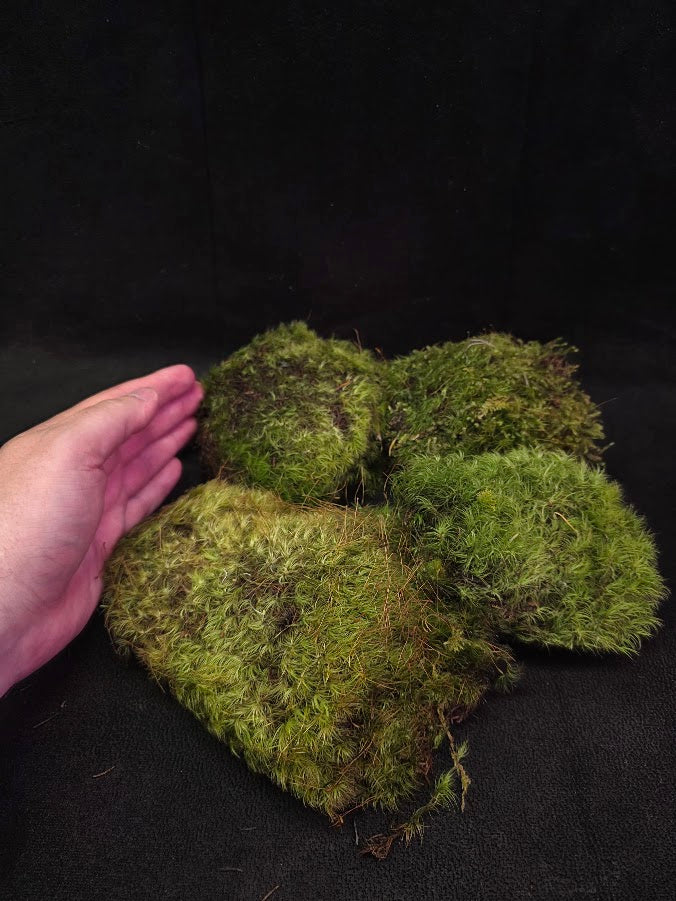 Assorted Live Moss #13