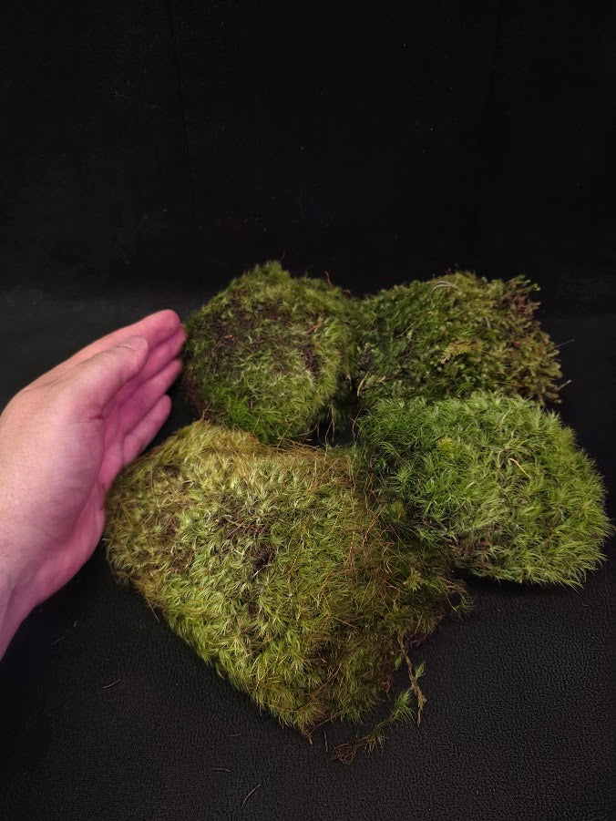 Assorted Live Moss #13