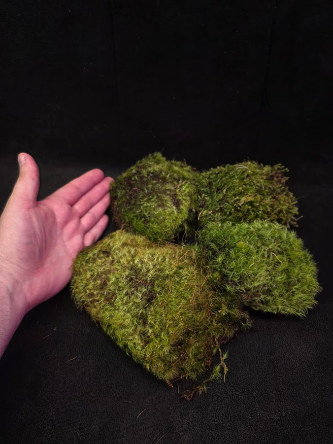 Assorted Live Moss #13