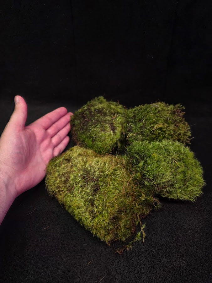 Assorted Live Moss #13