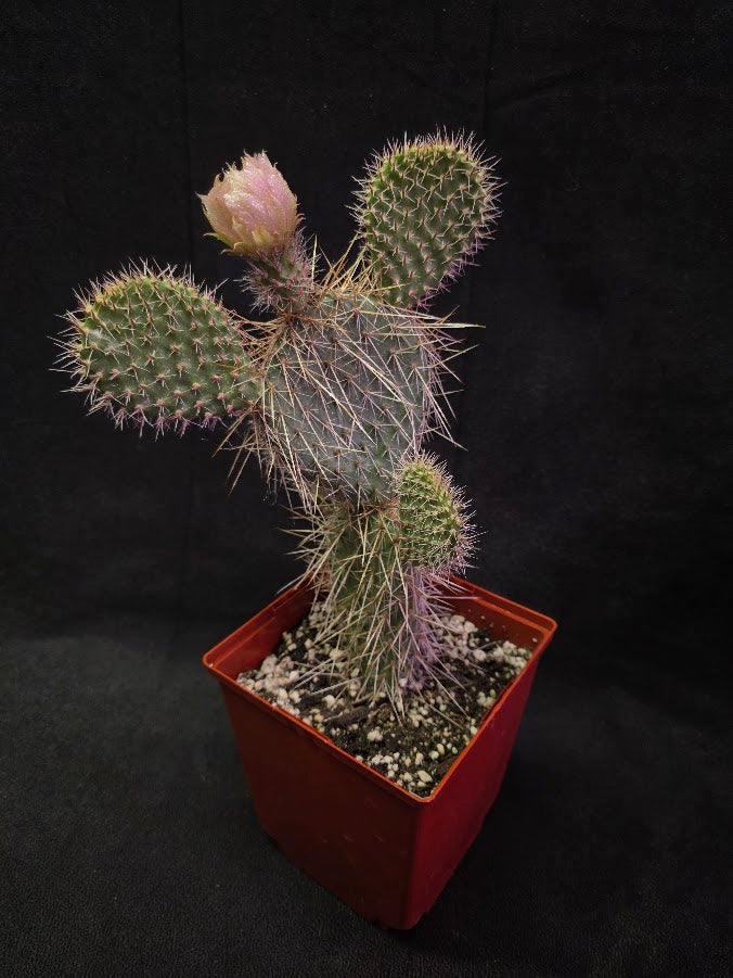 Plains Prickly Pear Cactus #01