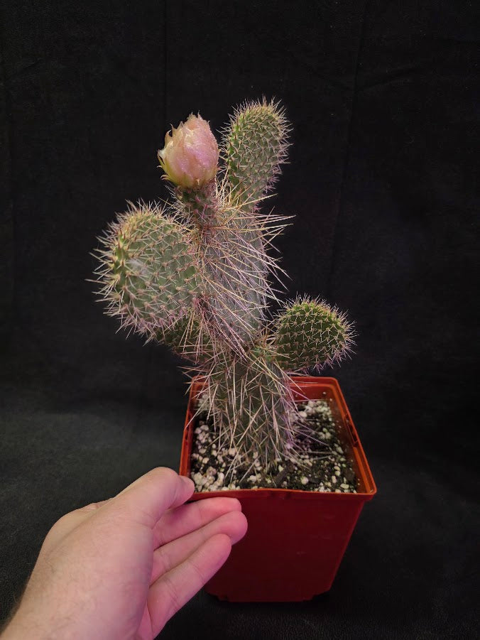 Plains Prickly Pear Cactus #01