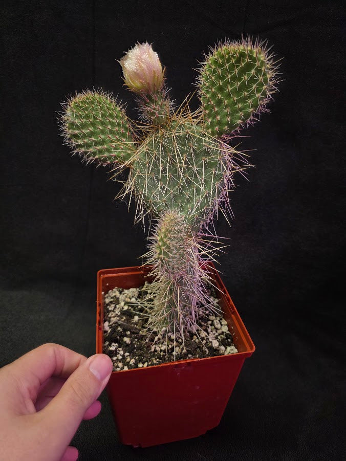 Plains Prickly Pear Cactus #01