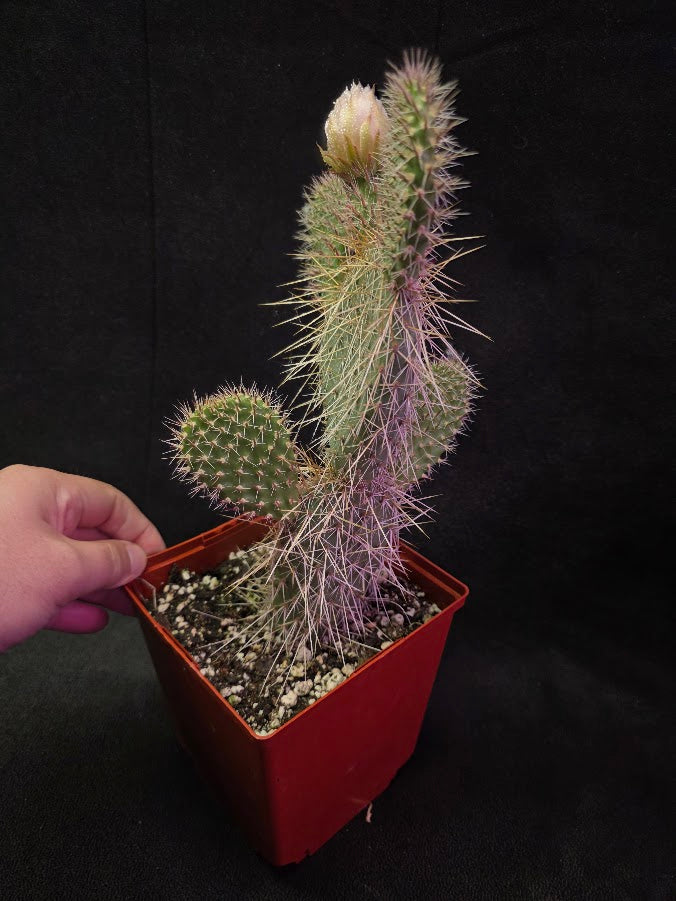 Plains Prickly Pear Cactus #01