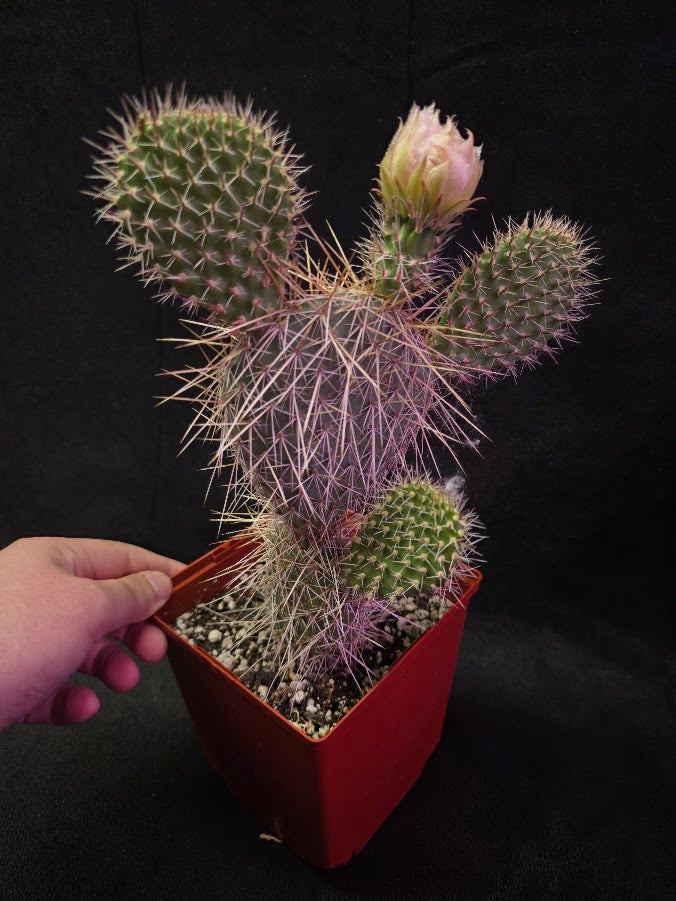 Plains Prickly Pear Cactus #01