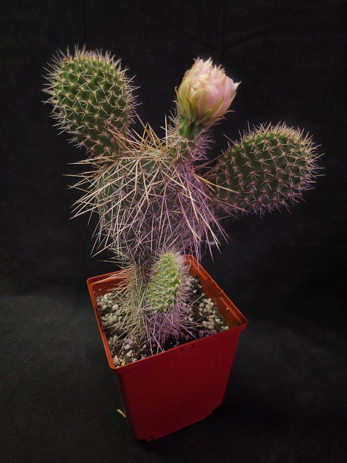 Plains Prickly Pear Cactus #01