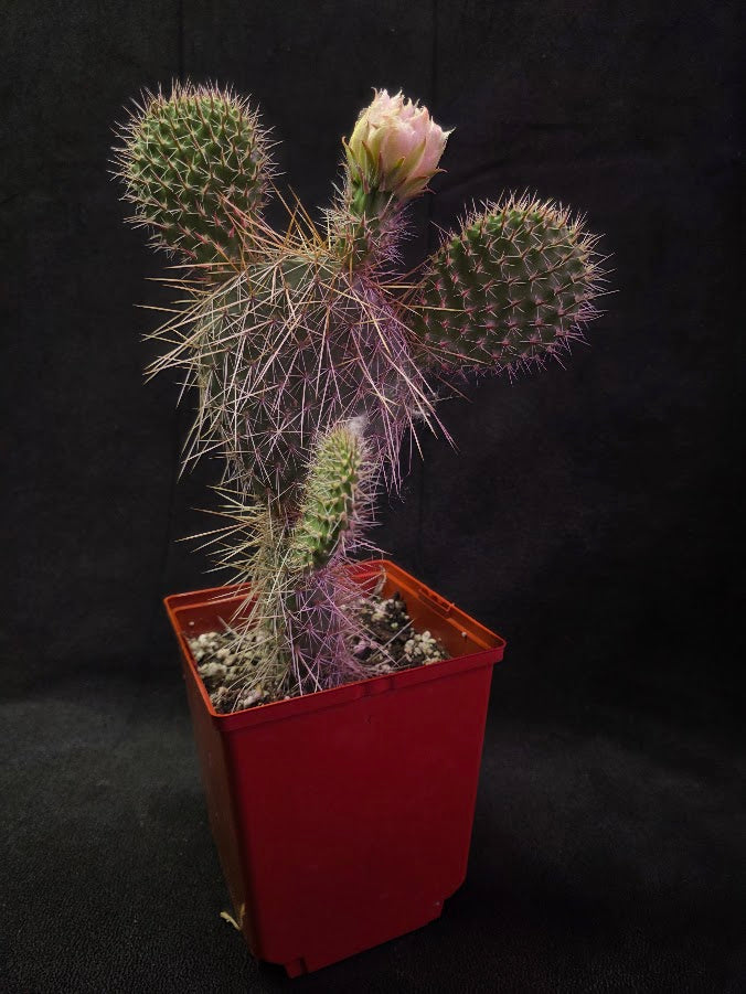 Plains Prickly Pear Cactus #01