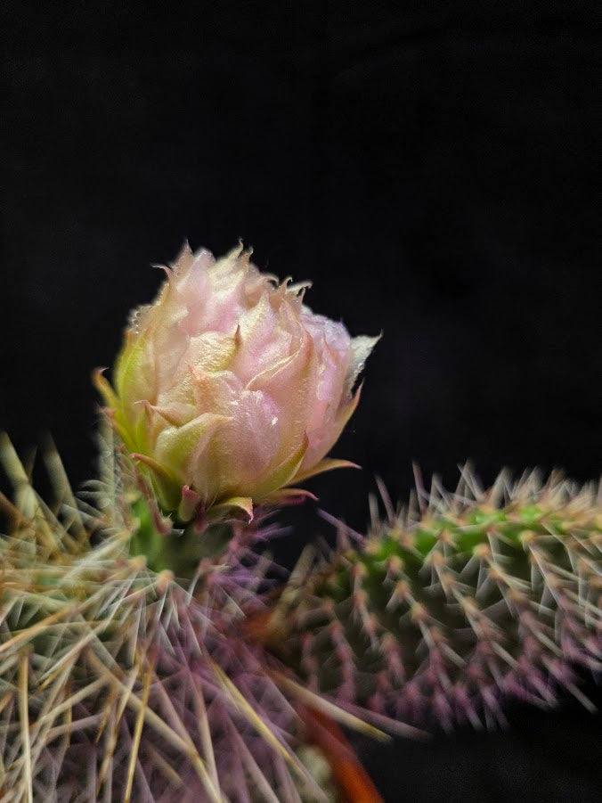 Plains Prickly Pear Cactus #01