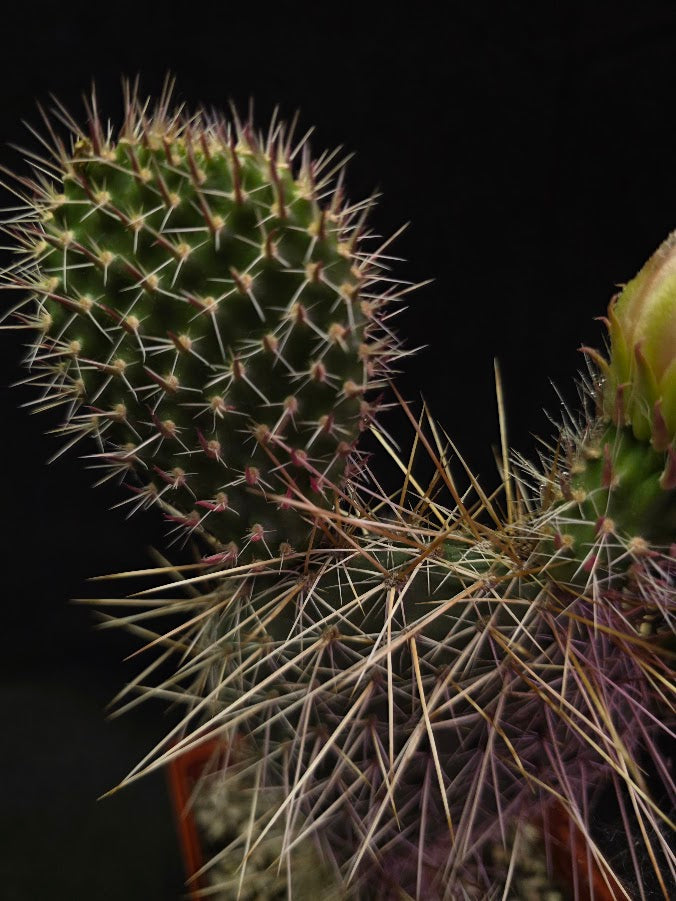 Plains Prickly Pear Cactus #01