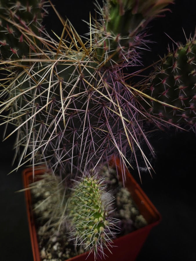 Plains Prickly Pear Cactus #01