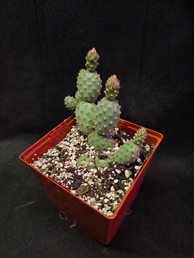 Fragile Prickly Pear Cactus #01