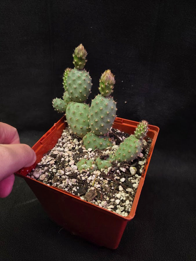 Fragile Prickly Pear Cactus #01