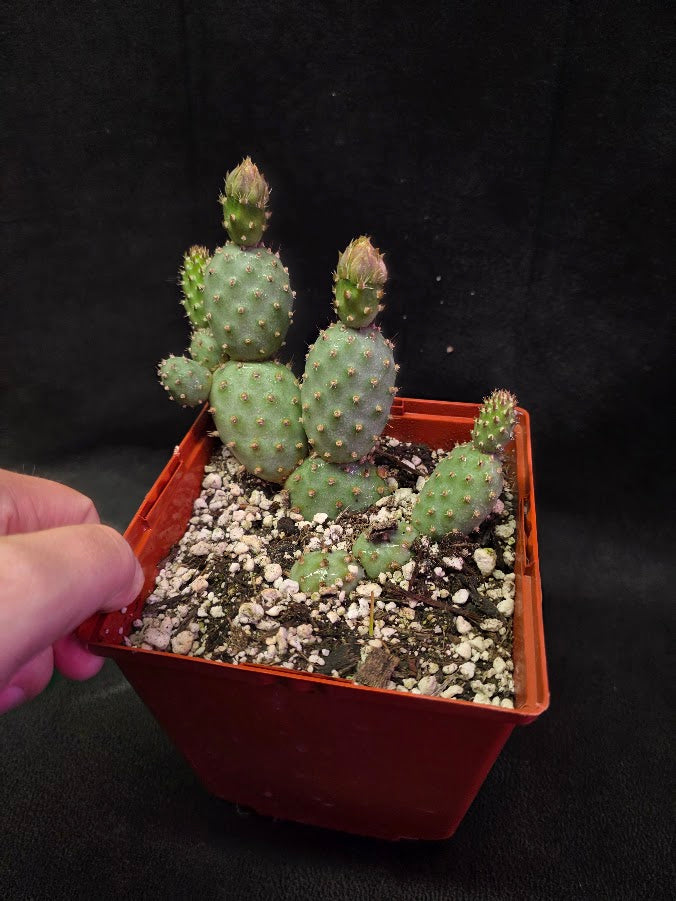 Fragile Prickly Pear Cactus #01