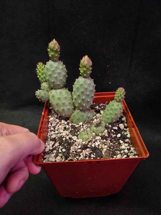 Fragile Prickly Pear Cactus #01