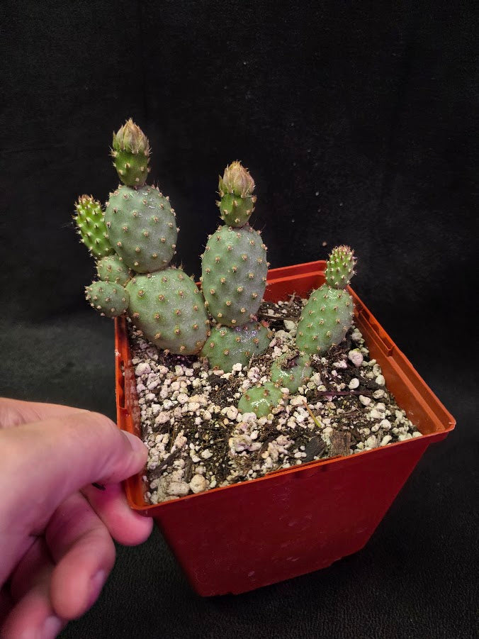 Fragile Prickly Pear Cactus #01
