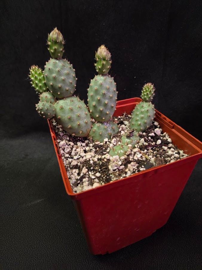 Fragile Prickly Pear Cactus #01