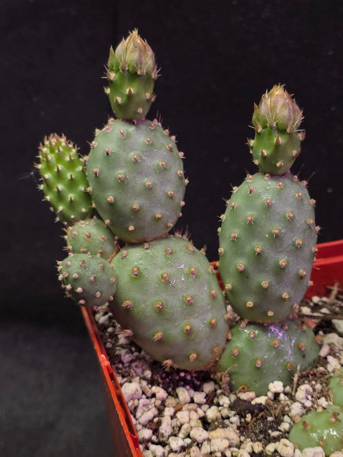 Fragile Prickly Pear Cactus #01
