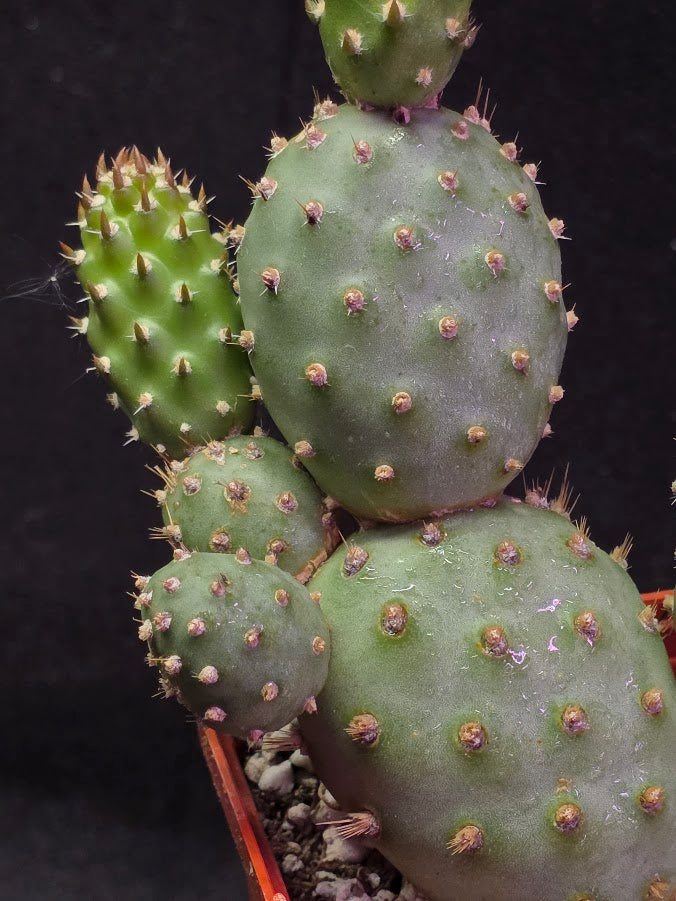Fragile Prickly Pear Cactus #01