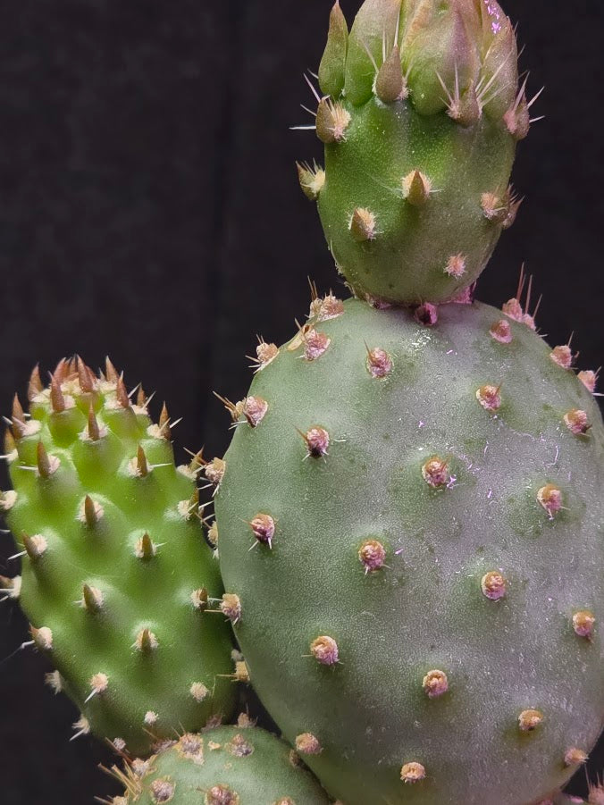 Fragile Prickly Pear Cactus #01