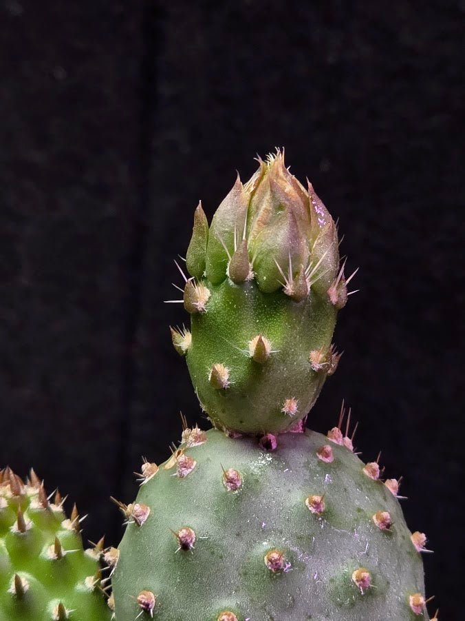 Fragile Prickly Pear Cactus #01