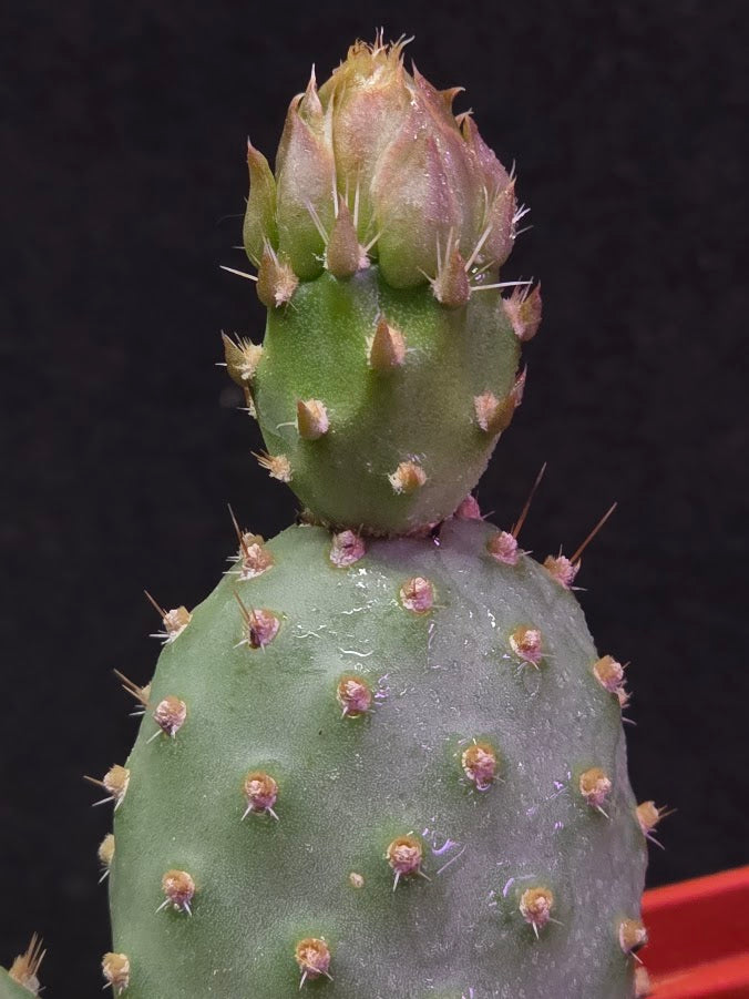 Fragile Prickly Pear Cactus #01