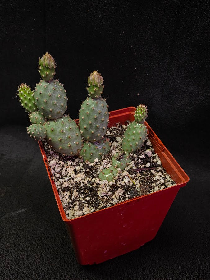 Fragile Prickly Pear Cactus #01