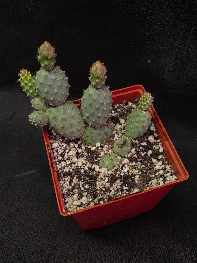 Fragile Prickly Pear Cactus #01