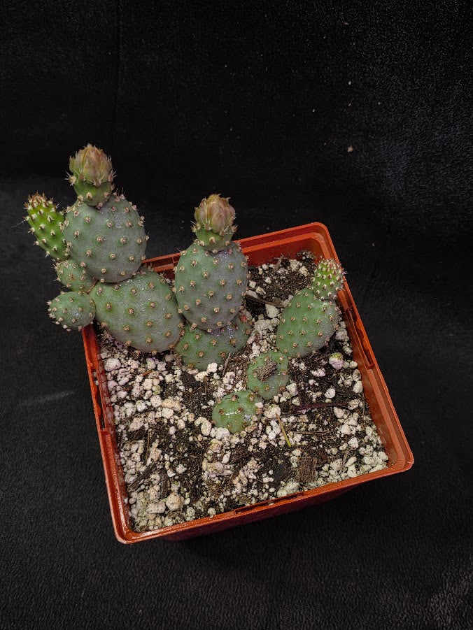 Fragile Prickly Pear Cactus #01