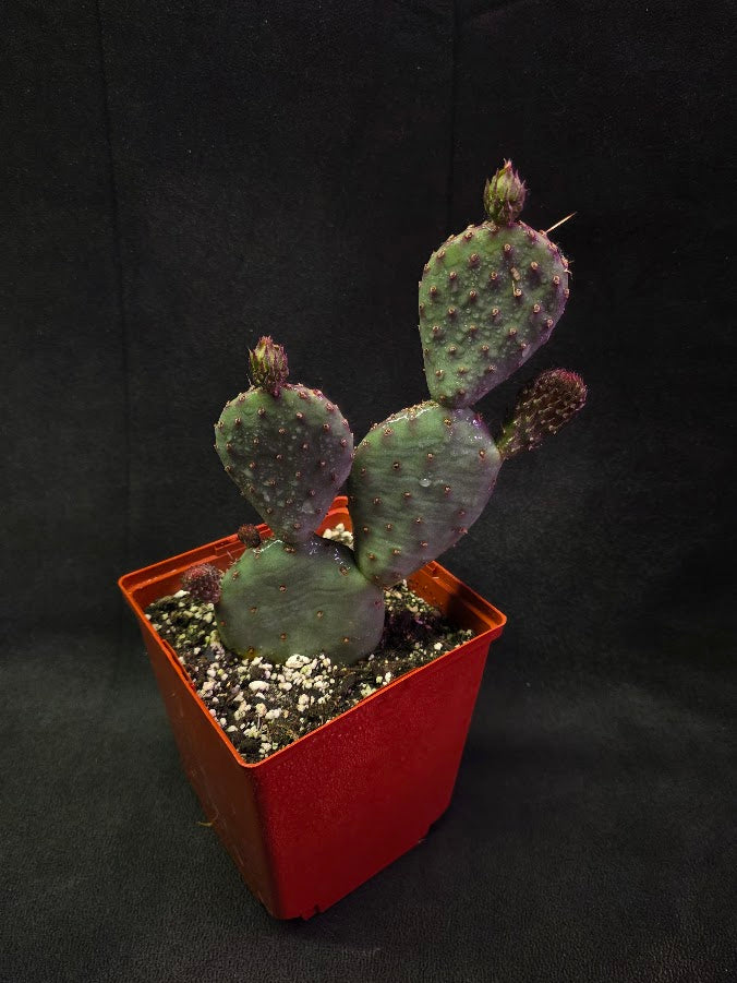 Hybrid Prickly Pear Cactus #01