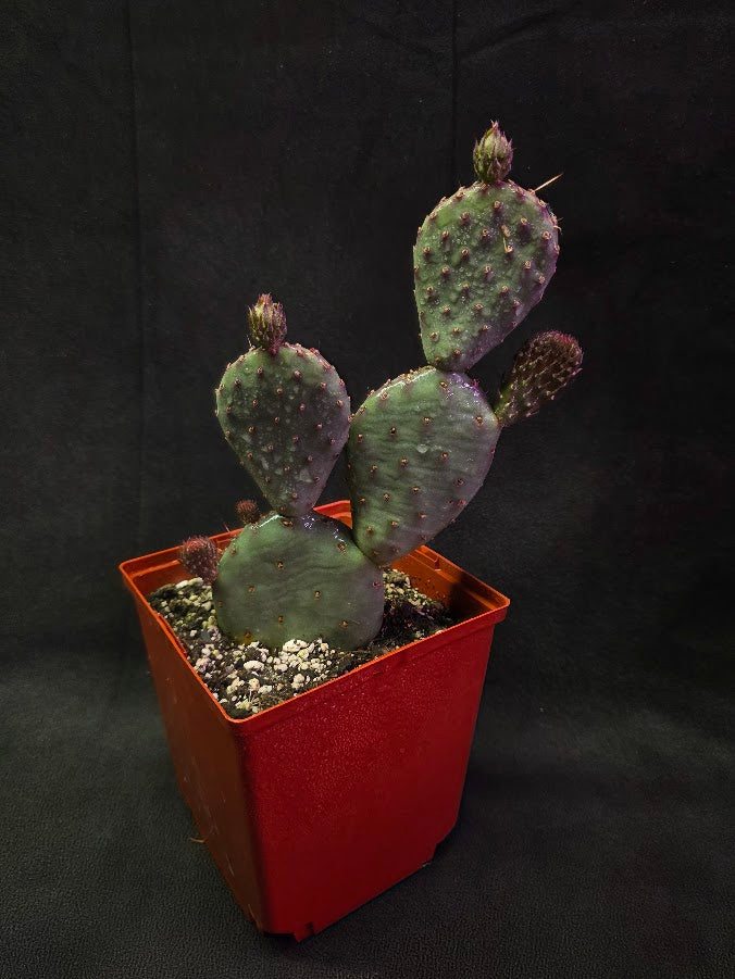Hybrid Prickly Pear Cactus #01