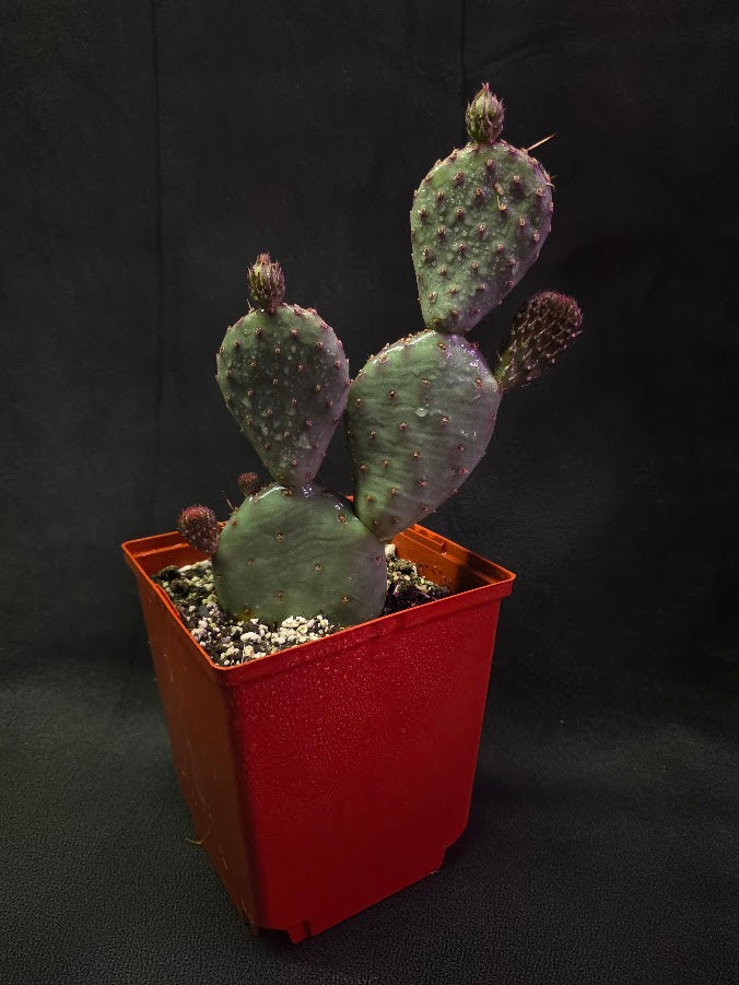 Hybrid Prickly Pear Cactus #01