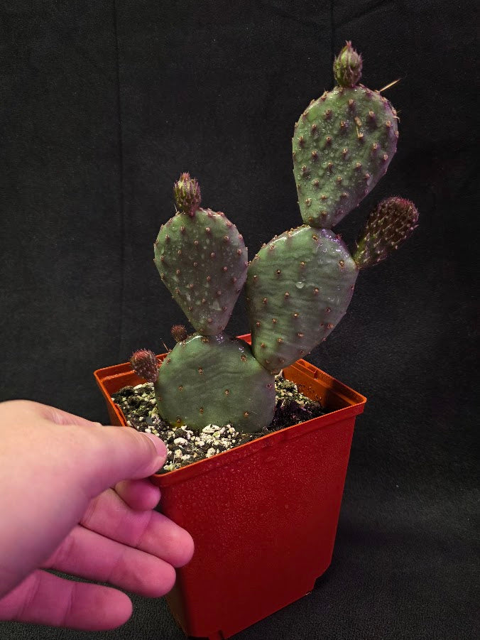 Hybrid Prickly Pear Cactus #01
