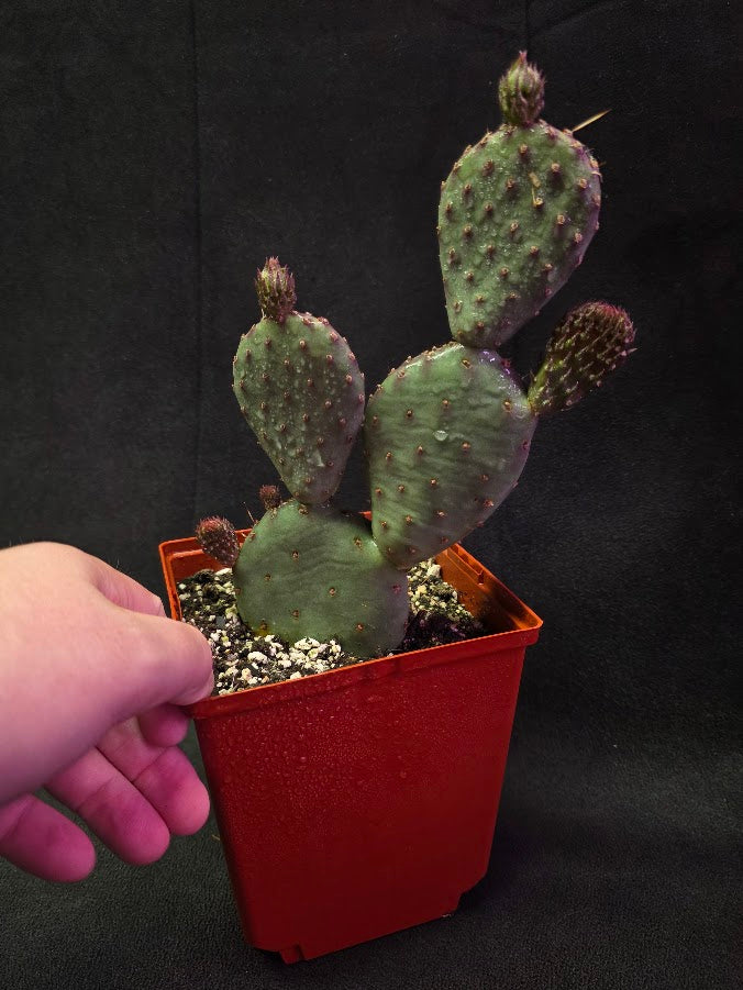 Hybrid Prickly Pear Cactus #01