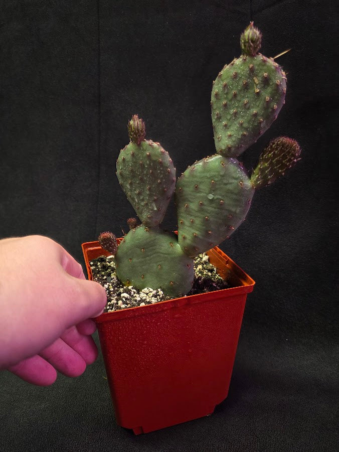 Hybrid Prickly Pear Cactus #01