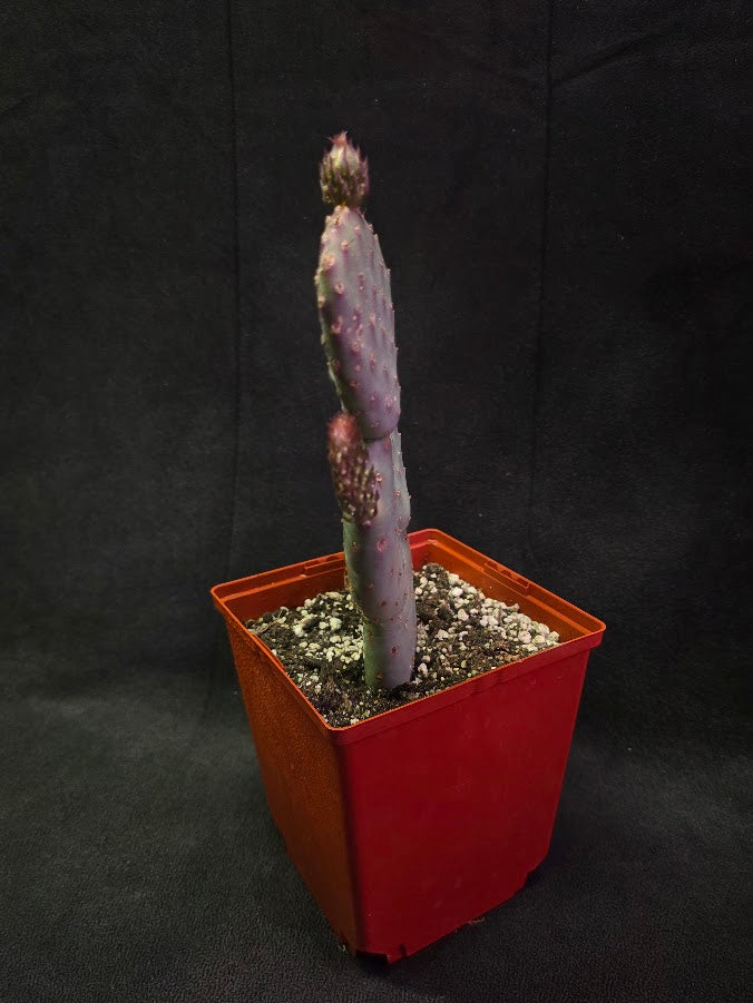 Hybrid Prickly Pear Cactus #01