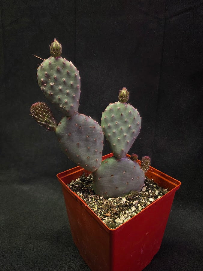 Hybrid Prickly Pear Cactus #01