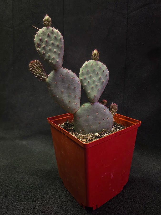 Hybrid Prickly Pear Cactus #01