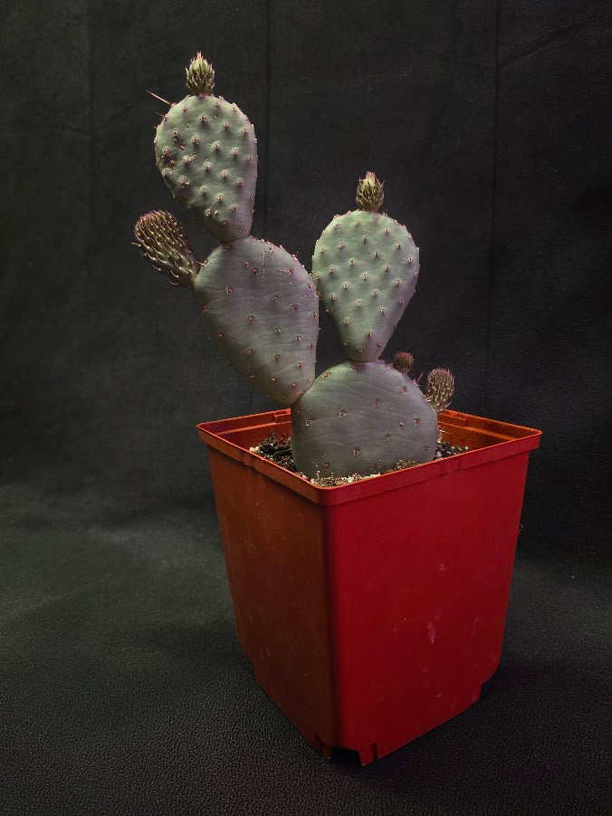 Hybrid Prickly Pear Cactus #01
