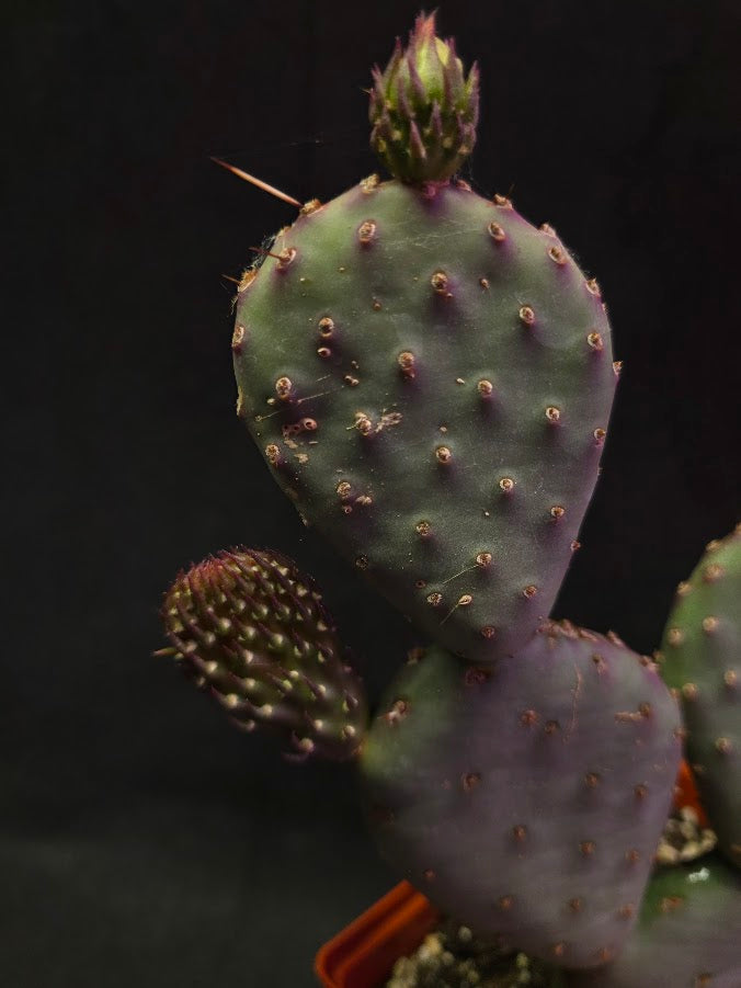 Hybrid Prickly Pear Cactus #01