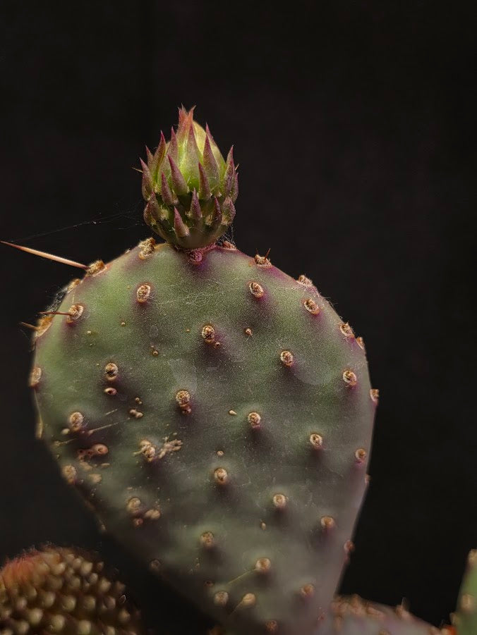 Hybrid Prickly Pear Cactus #01