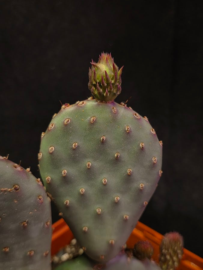 Hybrid Prickly Pear Cactus #01