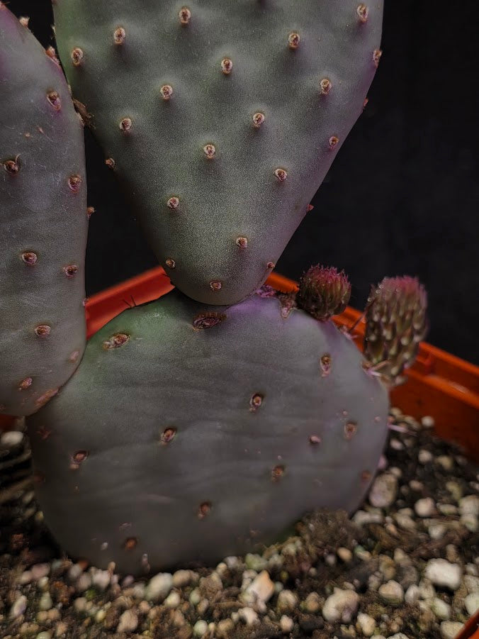 Hybrid Prickly Pear Cactus #01