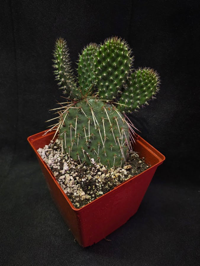 Pawnee's Green Rose Cactus #01