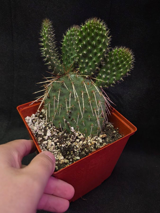 Pawnee's Green Rose Cactus #01
