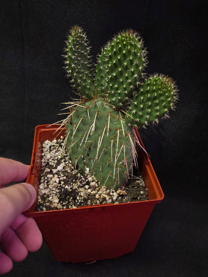 Pawnee's Green Rose Cactus #01