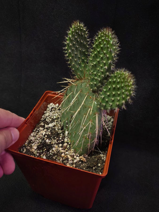 Pawnee's Green Rose Cactus #01