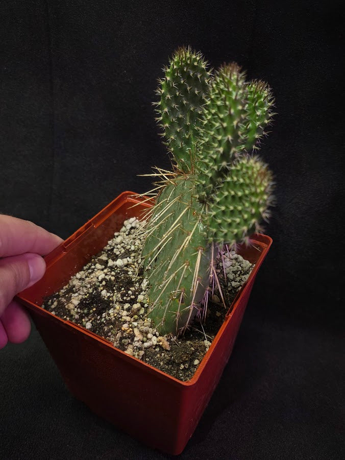Pawnee's Green Rose Cactus #01